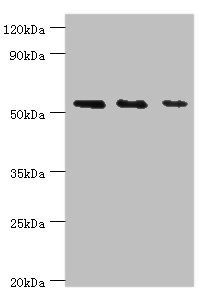 TAB1 antibody