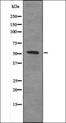 TAB1 (Phospho-Ser438) antibody