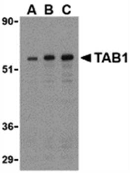 TAB1 Antibody