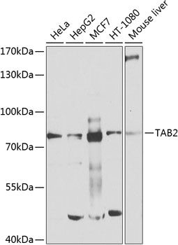 TAB2 antibody