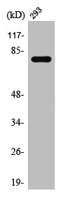 TACC3 antibody