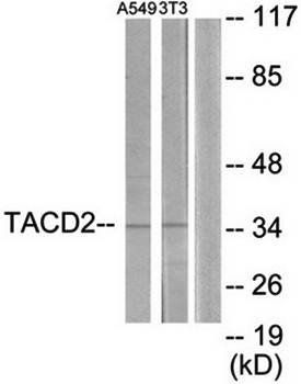 TACD2 Antibody