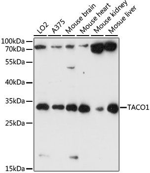 TACO1 antibody