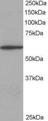 Goat anti-Coronin 1 / TACO Antibody