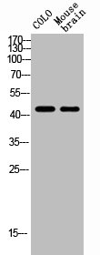 TACR1 antibody