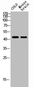 TACR1 Antibody