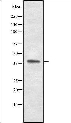 TACR2 antibody