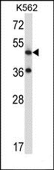 TACR3 antibody