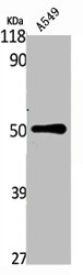 TACR3 antibody