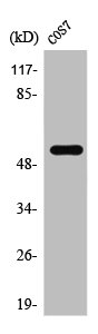 TADA2A antibody