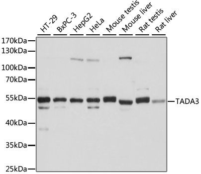 TADA3 antibody