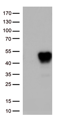 TAF1 48 (TAF1A) antibody