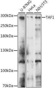 TAF1 antibody