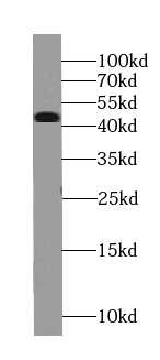 TAF1-Specific antibody