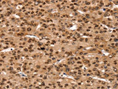 TAF10 Antibody