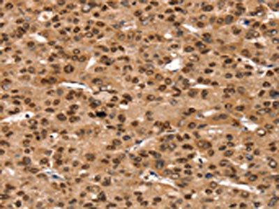 TAF10 antibody