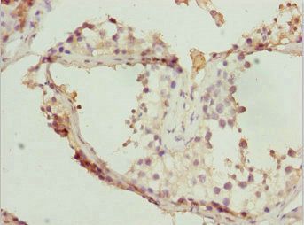 TAF11 Antibody