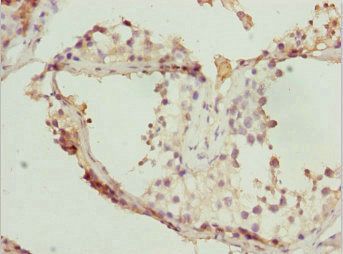 TAF11 antibody