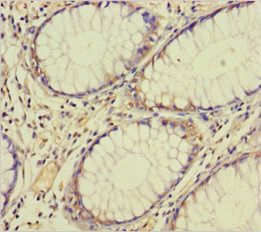 TAF12 antibody