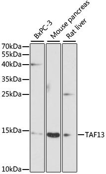 TAF13 antibody