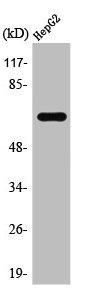 TAF15 antibody