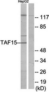 TAF15 antibody