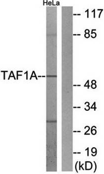 TAF1A Antibody