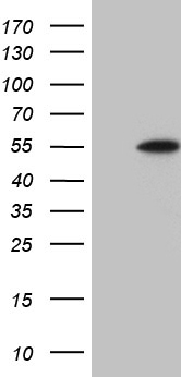 TAF1B antibody