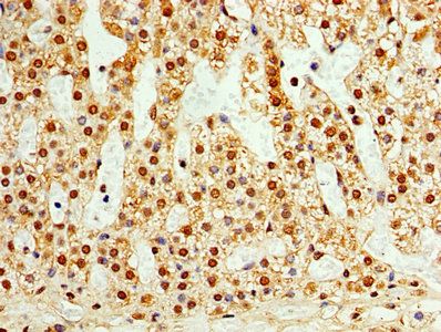 TAF1C Antibody