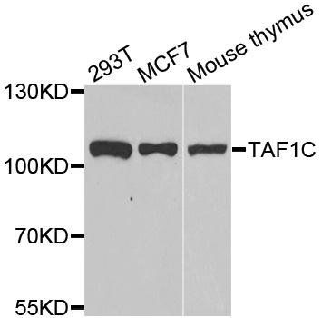 TAF1C antibody