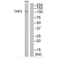 TAF3 antibody