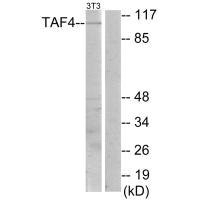 TAF4 antibody