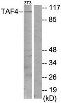 TAF4 antibody