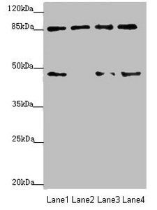 TAF5 Antibody