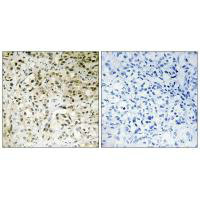 TAF5 Antibody
