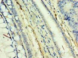 TAF5L Antibody