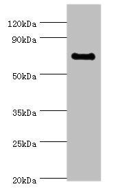 TAF5L antibody