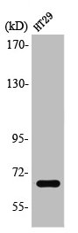 TAF5L antibody