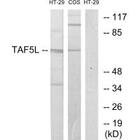 TAF5L antibody