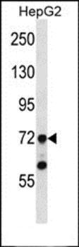 TAF6 antibody