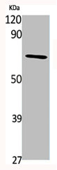 TAF6L antibody