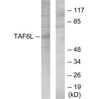 TAF6L antibody