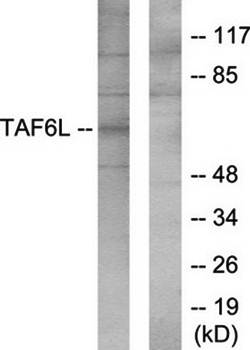 TAF6L antibody