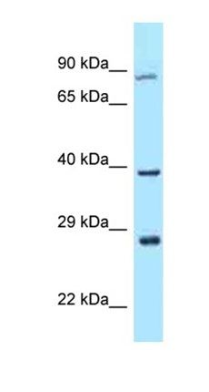 TAF7L antibody