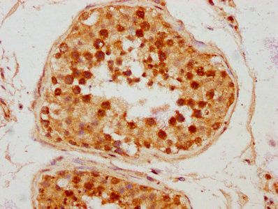 TAF7L antibody