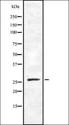 TAF9B antibody