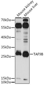 TAF9B antibody