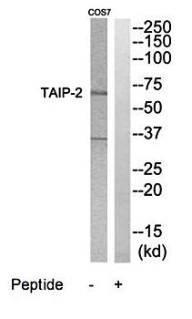 TAIP-2 antibody