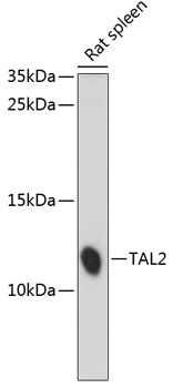 TAL2 antibody