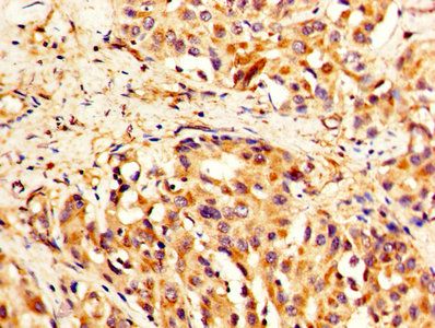 Talin-1 antibody